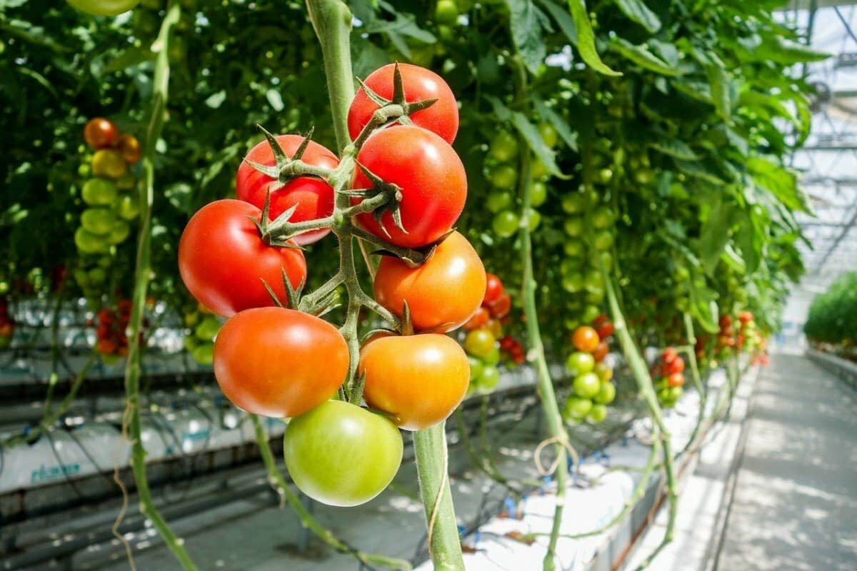 В текущем году аграрии Краснодарского края собрали пятьсот тысяч тонн овощей
