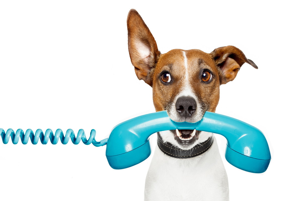 Английские ученые изобрели телефон для собак