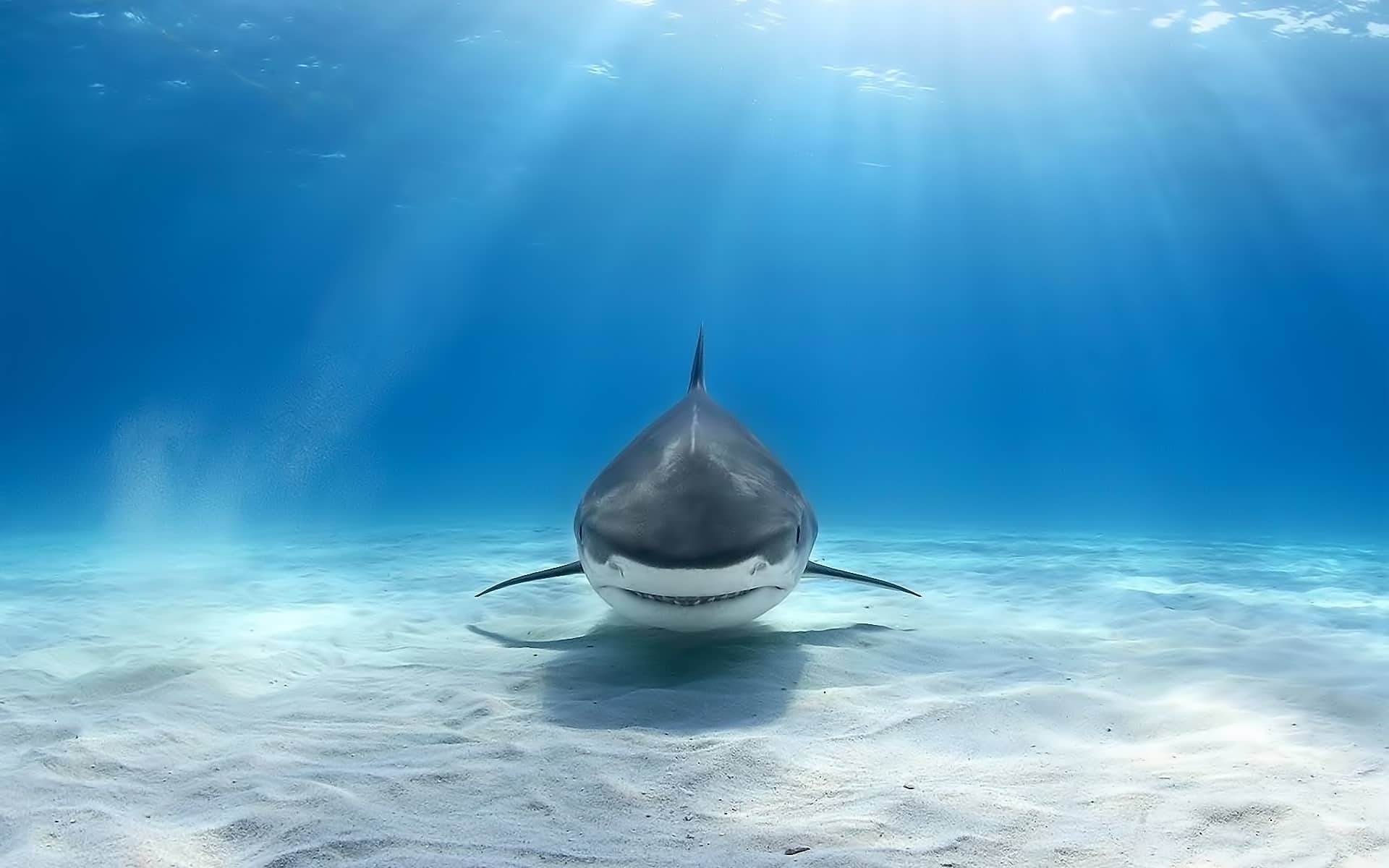 Ученые выяснили причину нападения акул на людей