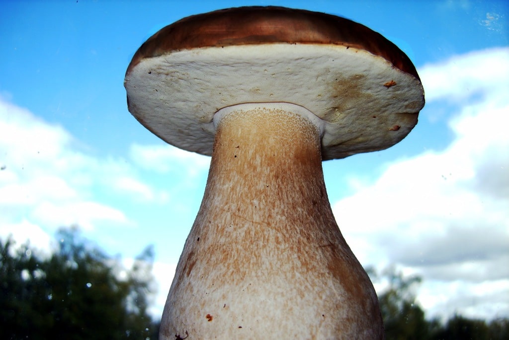В Волгоградской области нашли самый большой в ЮФО белый гриб