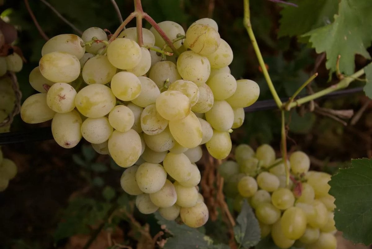 Возделывание винограда теперь стало отдельным разрешенным видом использование земли 