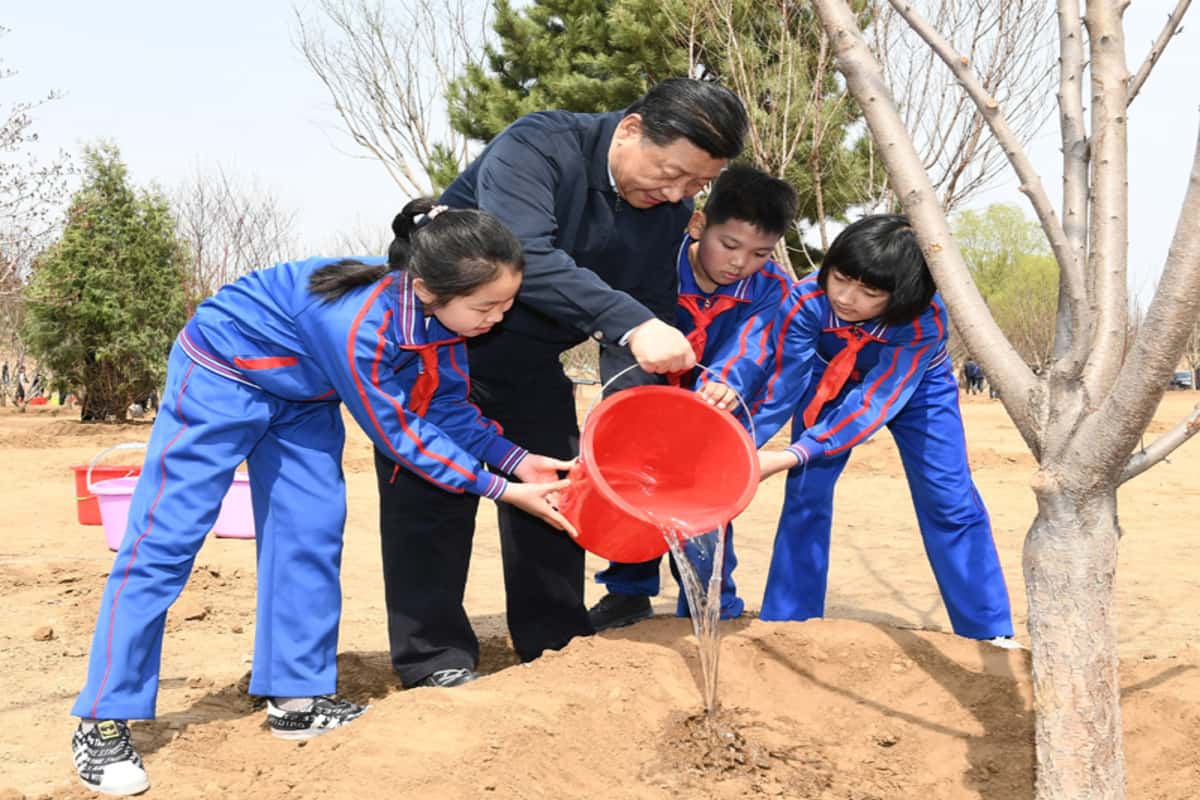 В Китае высадили 78 млрд деревьев за последние сорок лет