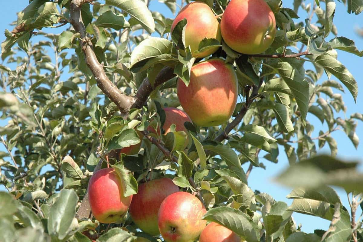 Новые сады заложенные на Кубани позволили добиться рекордного урожая фруктов