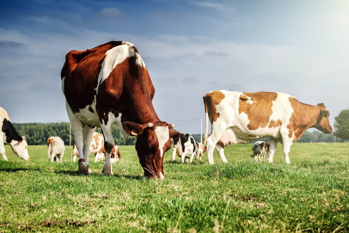 В Краснодарском крае агропромышленники произвели первый миллион тонн молока