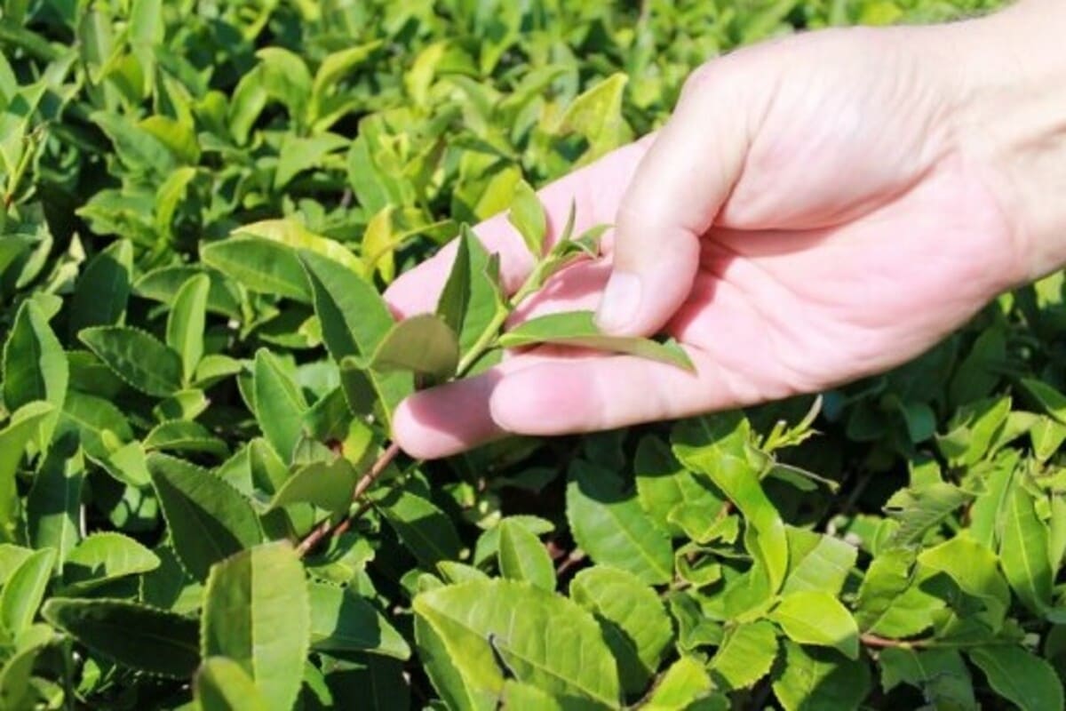 В прошлом году в Краснодарском крае собрано 387 тонн чайного листа
