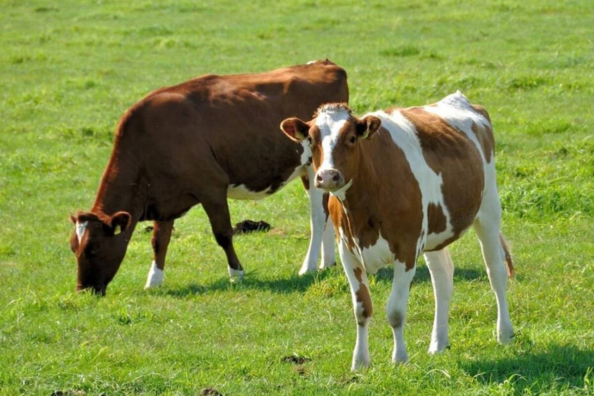 В 2022 году в Краснодарском крае произведено 1,6 млн тонн молока