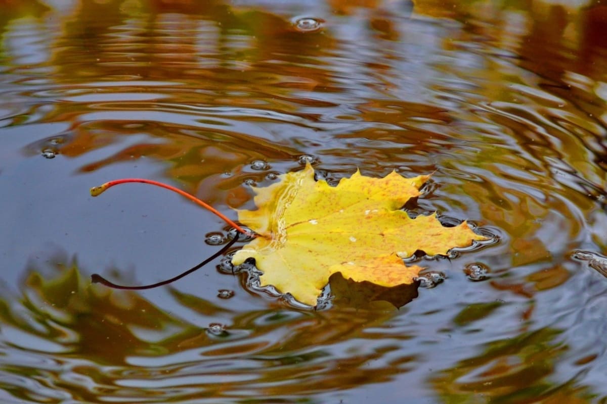 Попав в листья вода с поверхности. Листья в луже. Осенние листья на воде. Осенние лужи. Осенний дождь.
