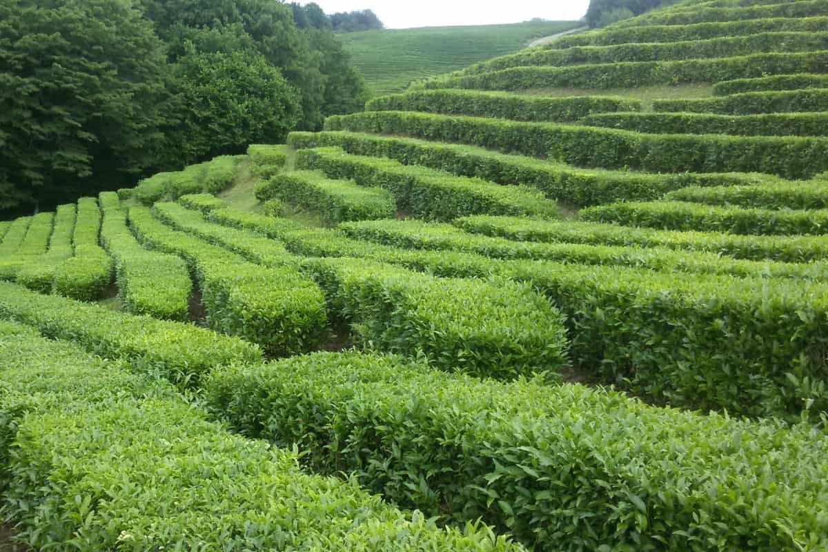 Объем производства чайного листа на Кубани увеличился на 15 процентов
