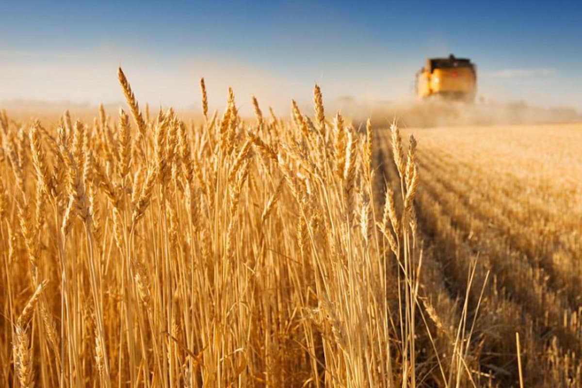 Власти Краснодарского края поддержали обнуление ставки НДС на реализацию семян отечественной селекции