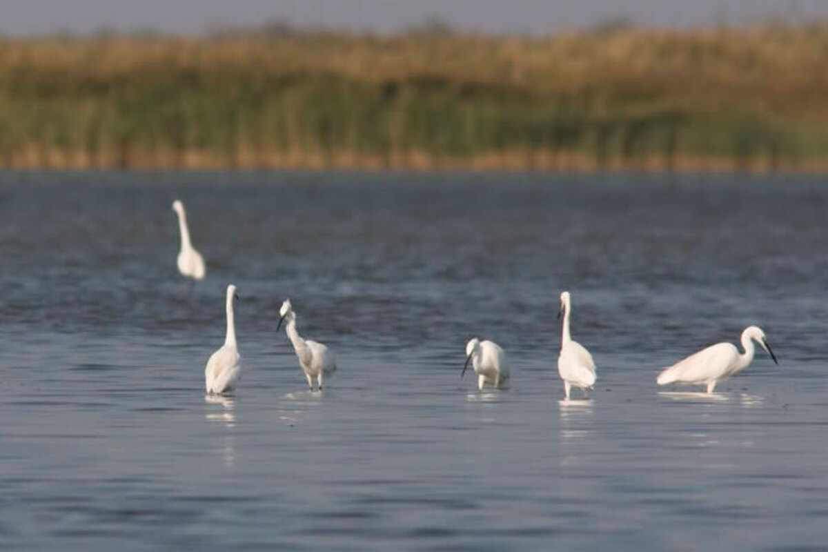 «Ахтарские соленые озера» приобрели статус особо охраняемой природной территории