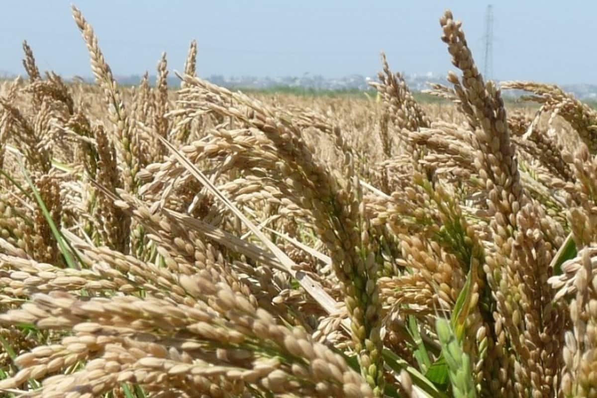 Под посевы риса на Кубани выделено 120 тысяч гектаров