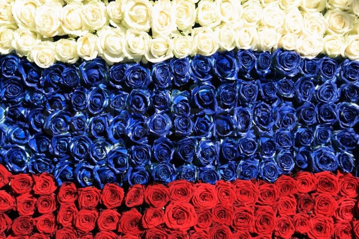 В День России в Краснодаре планируют создать триколор состоящий из пятидесяти тысяч живых роз