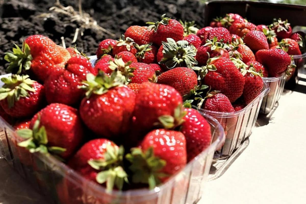 За первое полугодие на Кубани собрано более 2 тысяч тонн фруктов и ягод