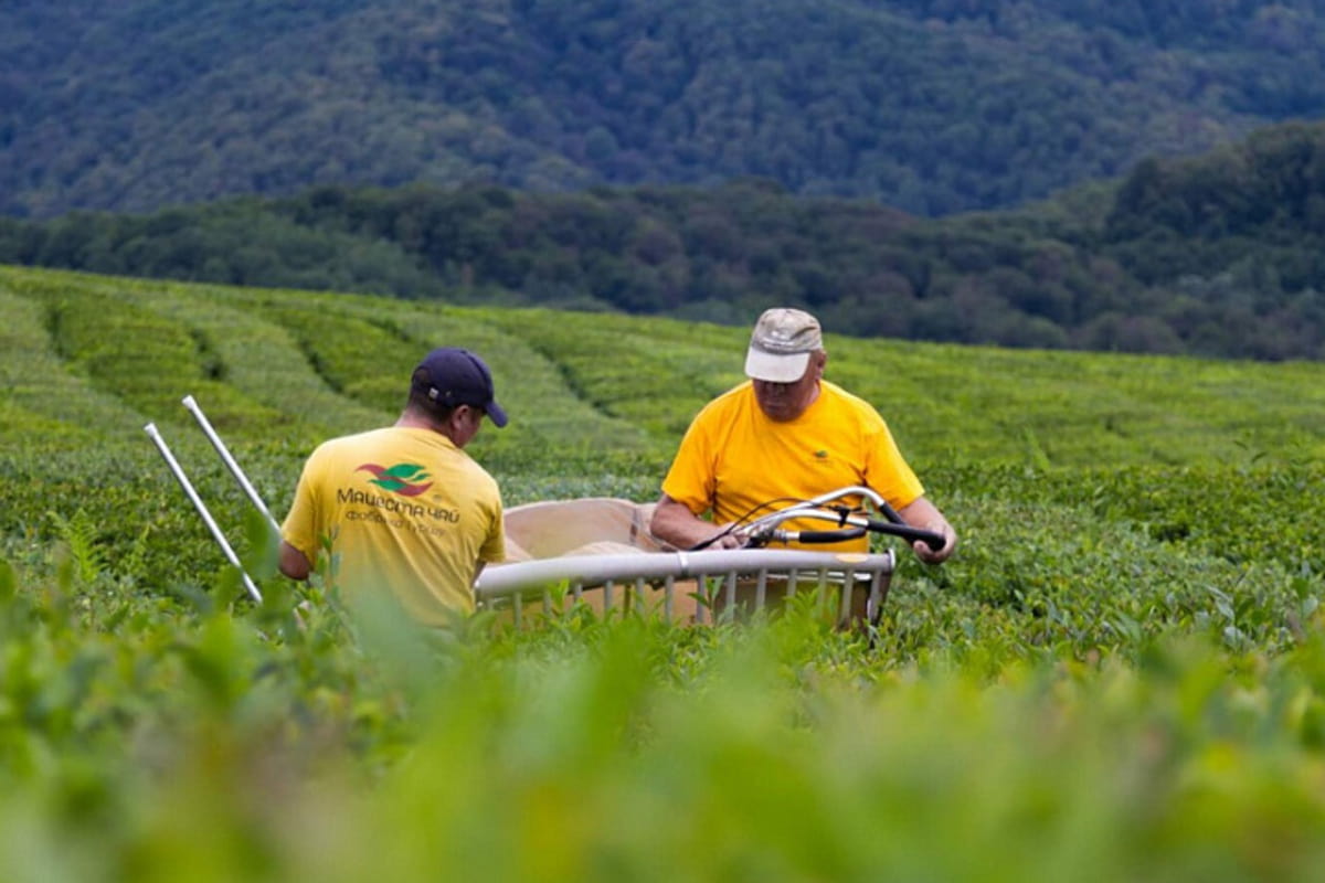 На чайных плантациях Сочи собрано 200 тонн свежего чайного листа