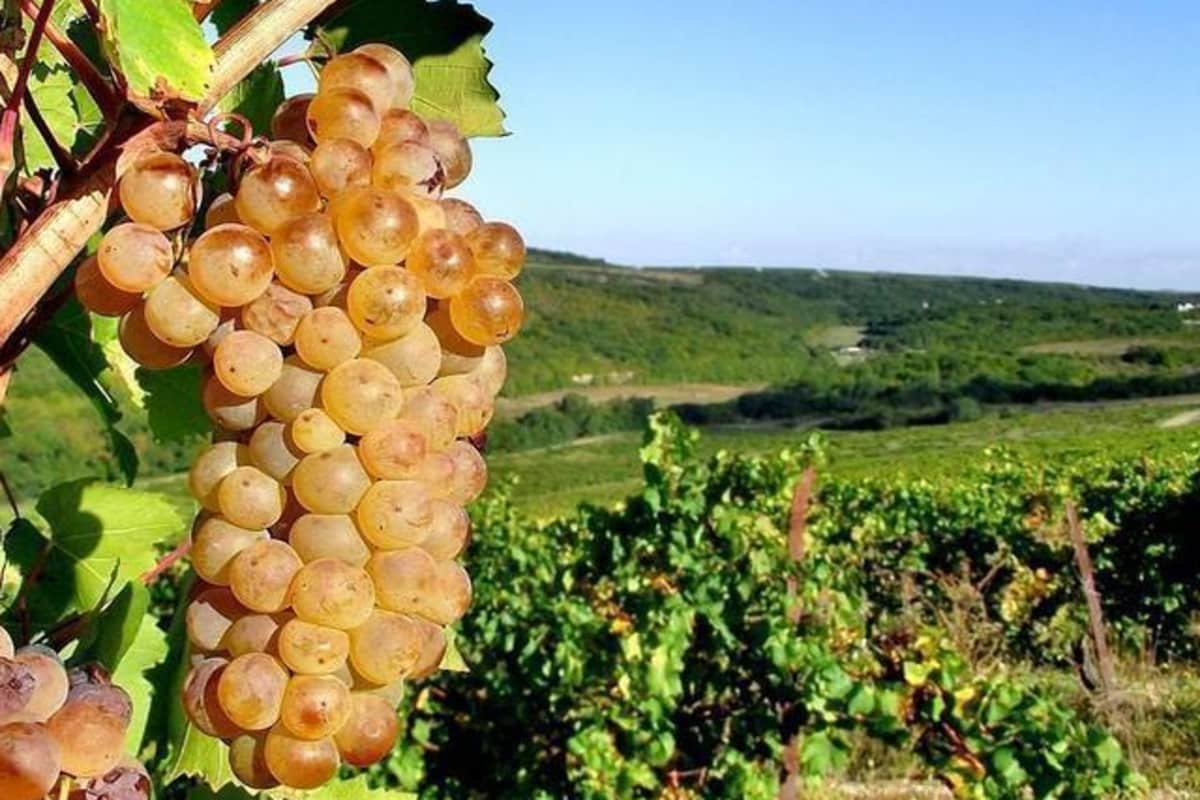 В Краснодарском крае проведут фестиваль «Черноморская винная неделя»