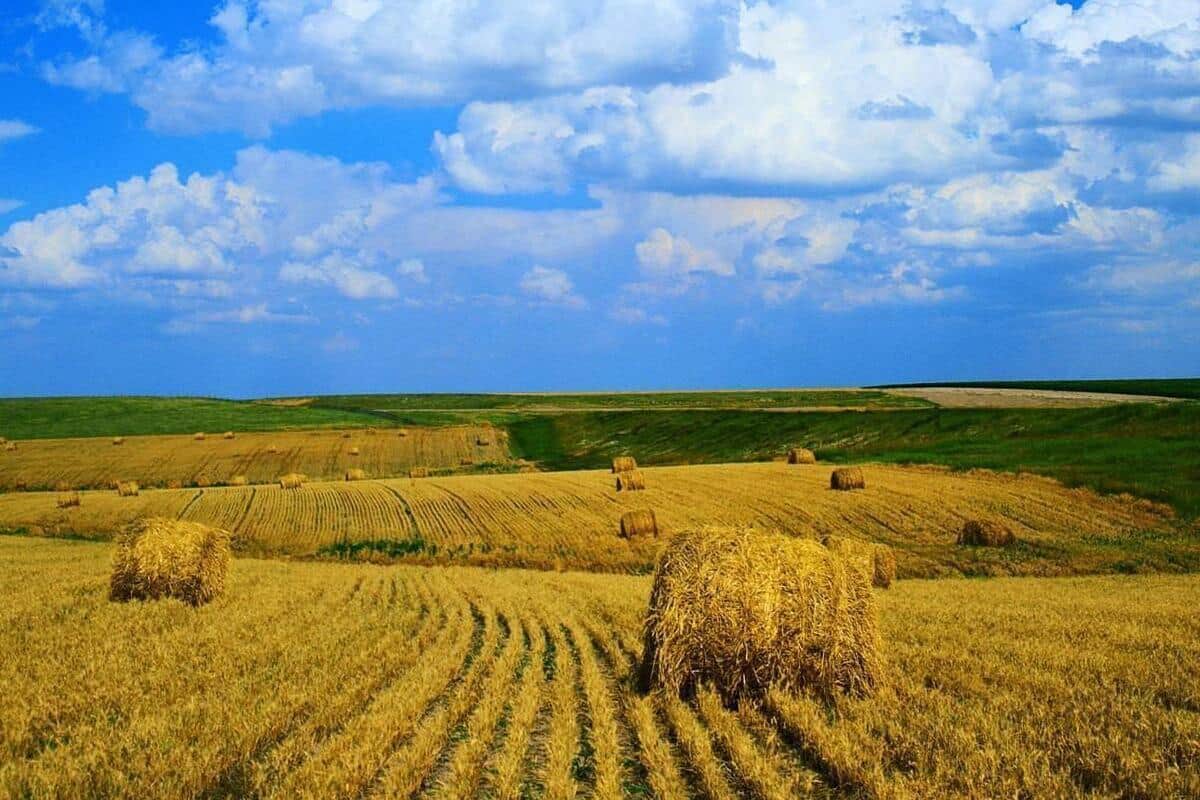 С 1 января 2023 года фермеры Краснодарского края смогут арендовать земельные участки без торгов