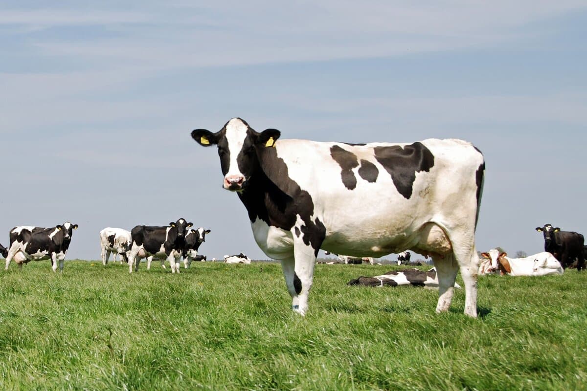 Власти Краснодарского края заявили о наращивании в текущем году производства молока