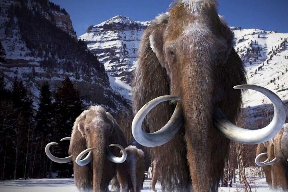 Компания Colossal обещает воскресить шерстистого мамонта исчезнувшего 10 000 лет назад