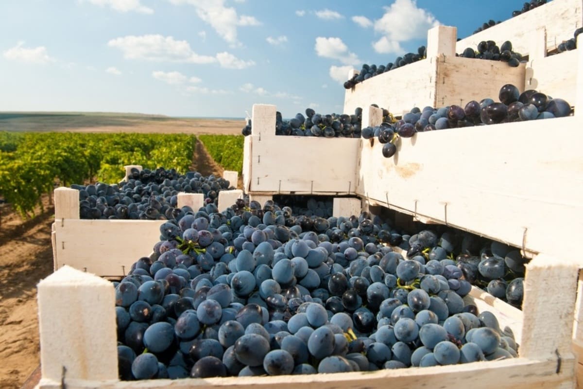 Кубанские виноделы произвели 23 миллионов декалитров винодельческой продукции