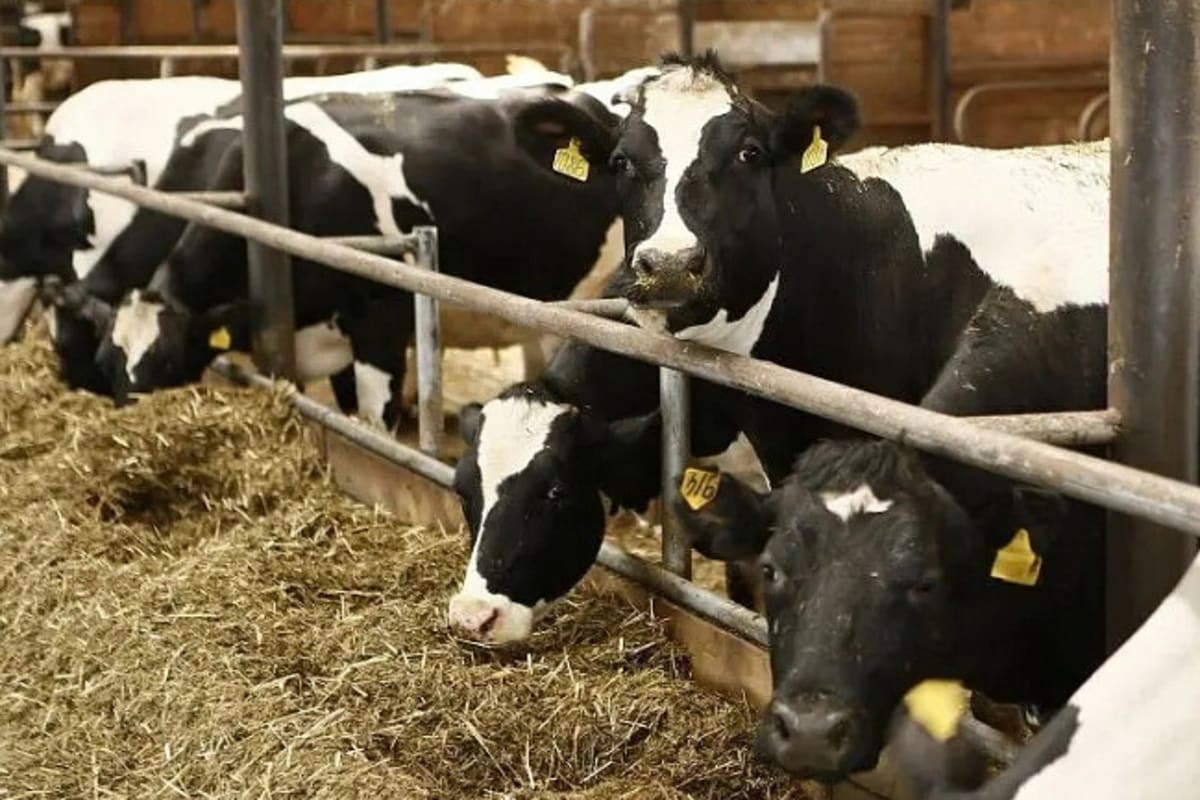 Власти Краснодарского края заявили о готовности региона к 2030 году ежегодно производить 2,1 миллиона тонн молока