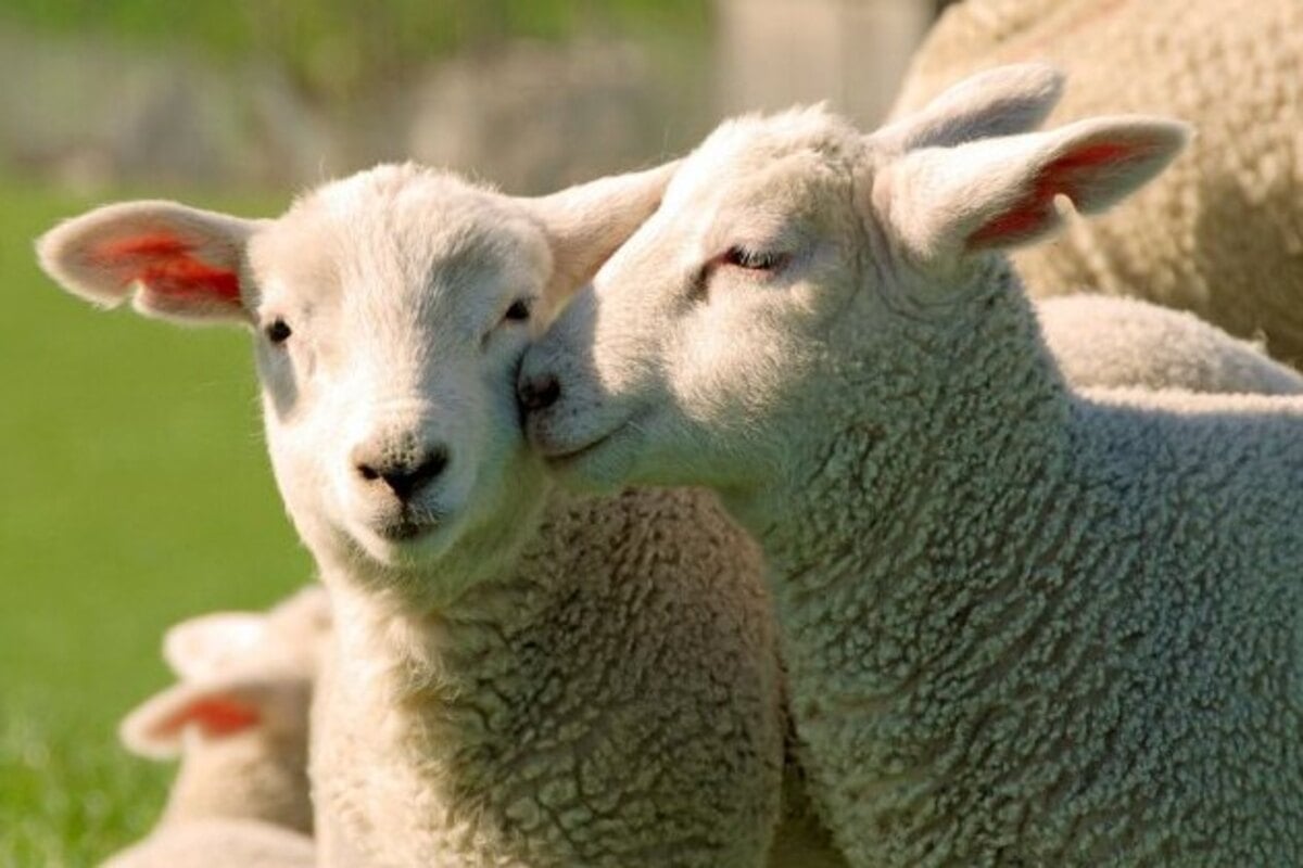 В Краснодарском крае запущена региональная программа поддержки овцеводства