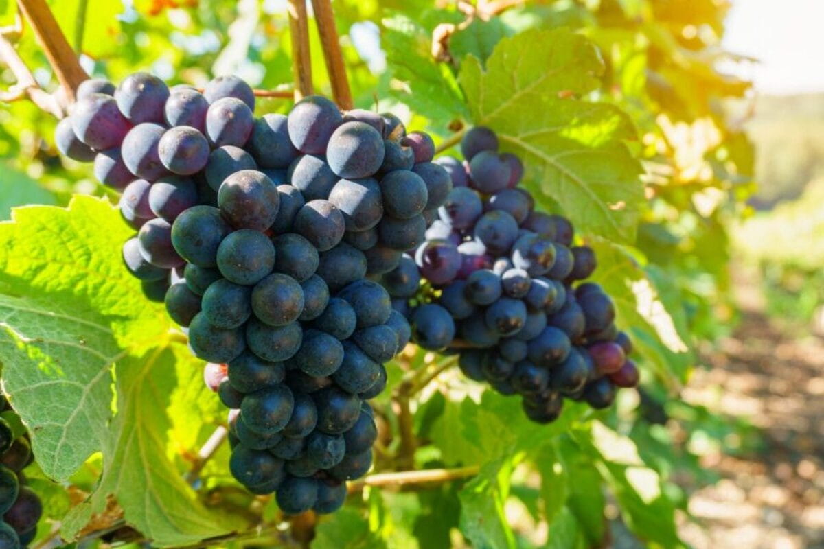 В Краснодарском крае анонсировали проведение фестиваля летних вин «Цвет Лозы»