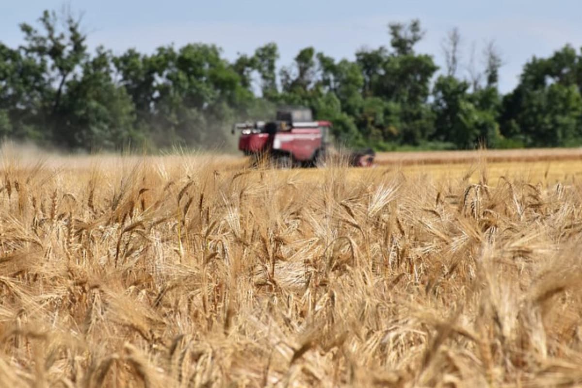 Аграрии Краснодарского края намолотили 1,5 миллиона тонн зерна из запланированного объема