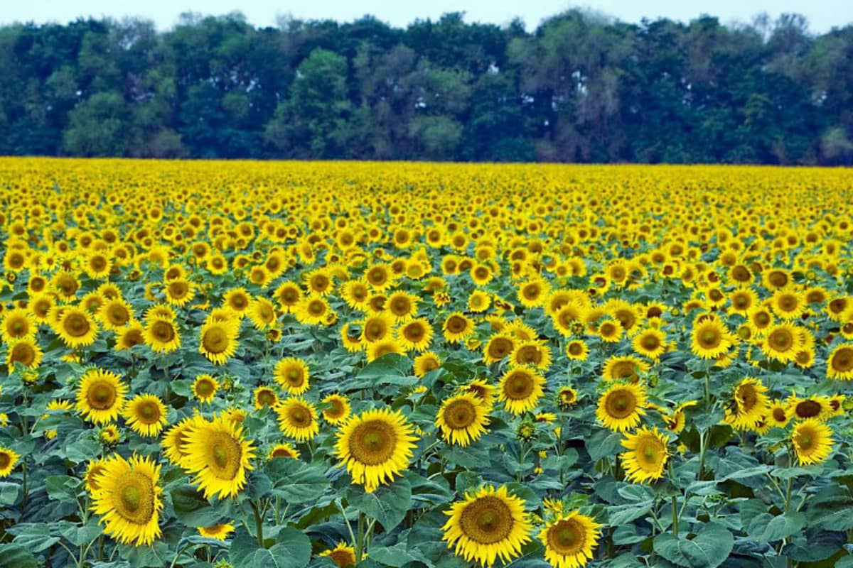Урожай подсолнечника в Краснодарском крае будут собирать с 434 тысяч гектаров
