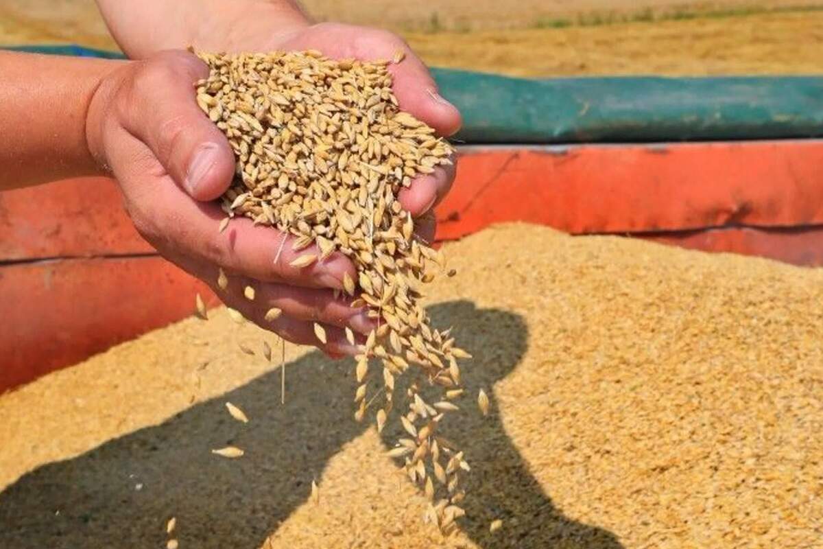 Названы условия после выполнение которых Россия вернется в зерновую сделку 