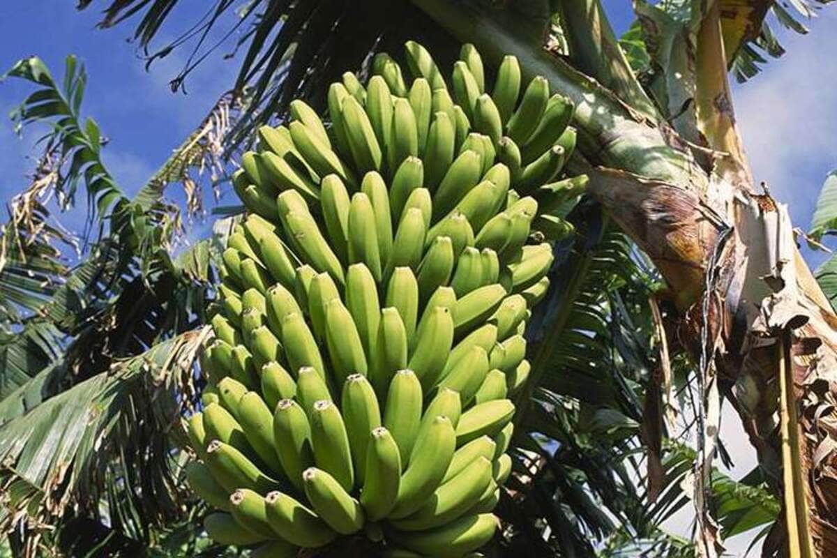 Турецкая компания собирается выращивать в Казахстане бананы в промышленных масштабах
