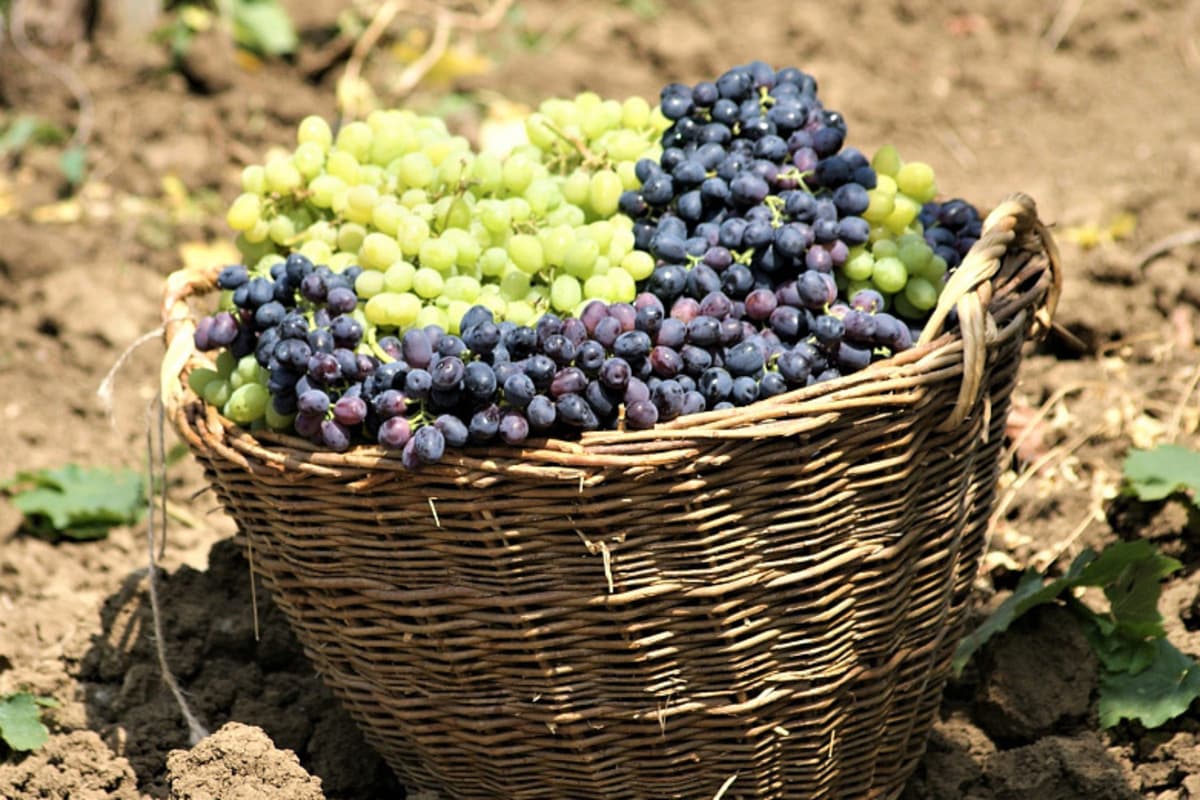 Сельхозпроизводители приступили к сбору винограда в Краснодарском крае