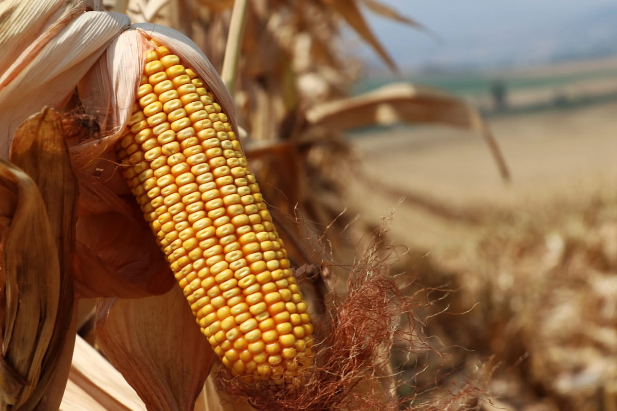 Аграрии Кубани приступили к уборке урожая подсолнечника и кукурузы