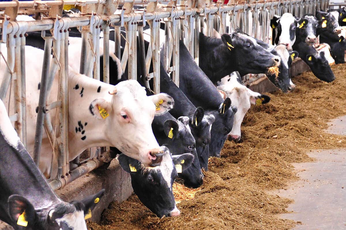 С начала 2023 года в Краснодарском крае произведено свыше 1 миллиона тонн молока