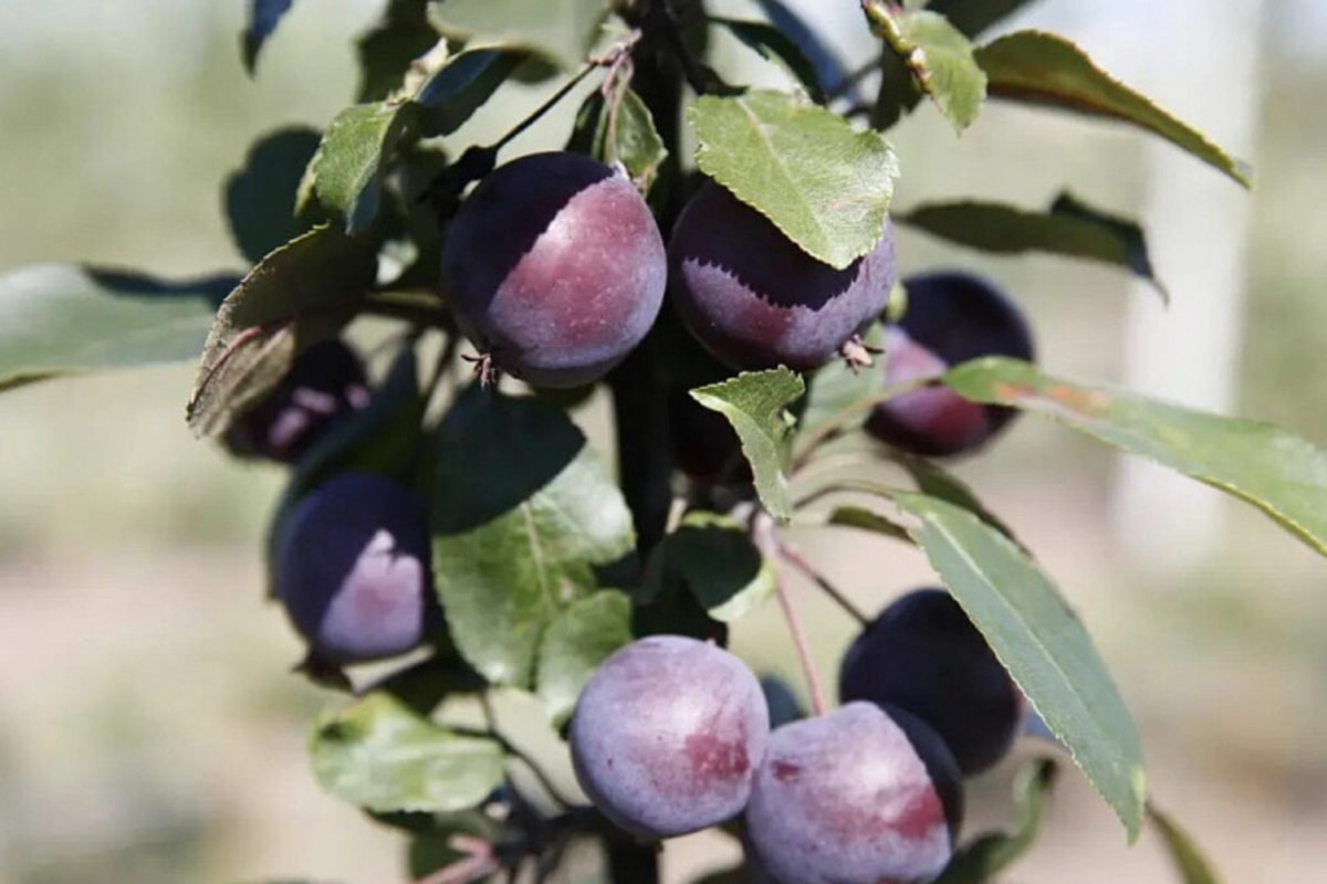 Краснодарский край занимает лидирующие позиции в стране по производству фруктов и ягод