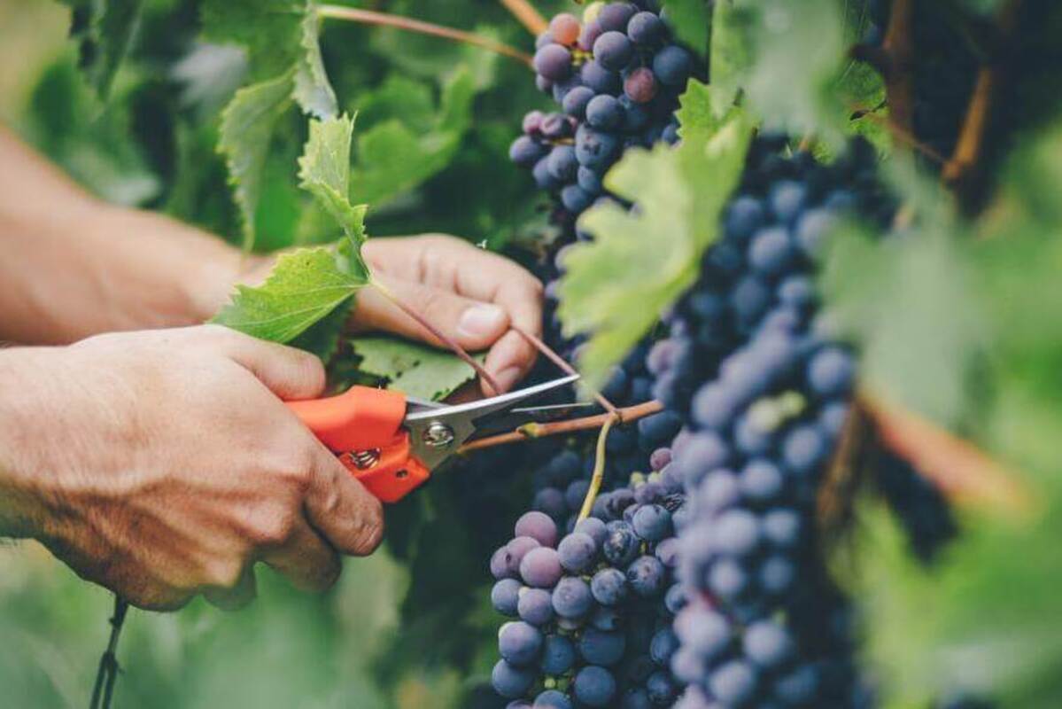 В Краснодарском крае в 2023 году собрано 260 тысяч тонн винограда