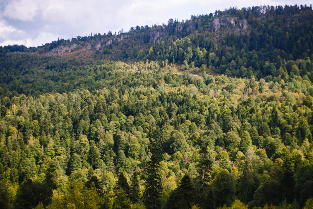 По заявлению властей региона на Кубани в текущем году будет восстановлено более 160 гектаров леса