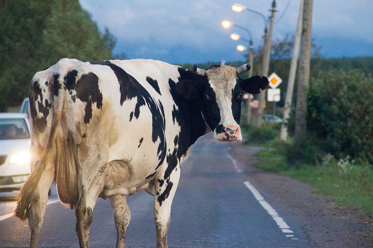 В Краснодарском крае в результате ДТП с коровой погибли водитель и пассажир иномарки 