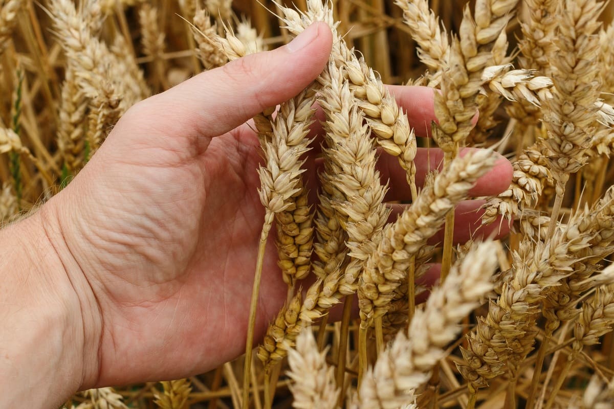 С 1 декабря 2023 года по 31 мая 2024 года в России вводится запрет на экспорт твердой пшеницы
