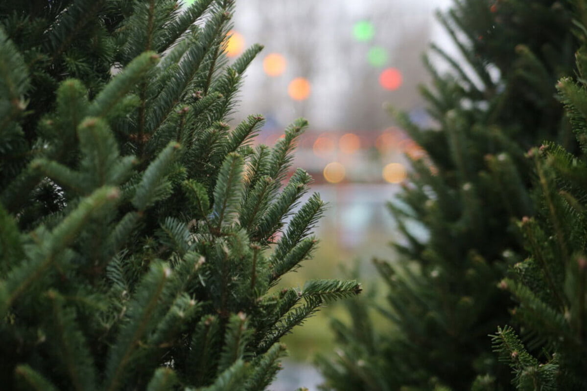 В Краснодаре назвали адреса где можно купить живую елку - главный символ Нового года