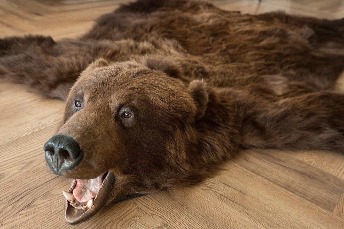 Житель Краснодара пойдет под суд за кражу краски и шкуры медведя