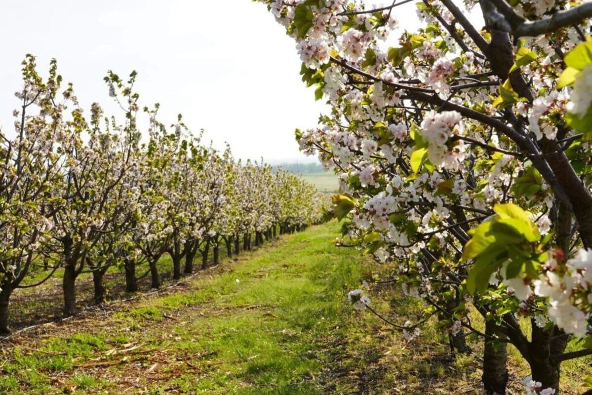 Общая площадь персиковых, сливовых, вишневых, черешневых, яблоневых садов в Краснодарском крае составляет свыше 30 тысяч гектаров
