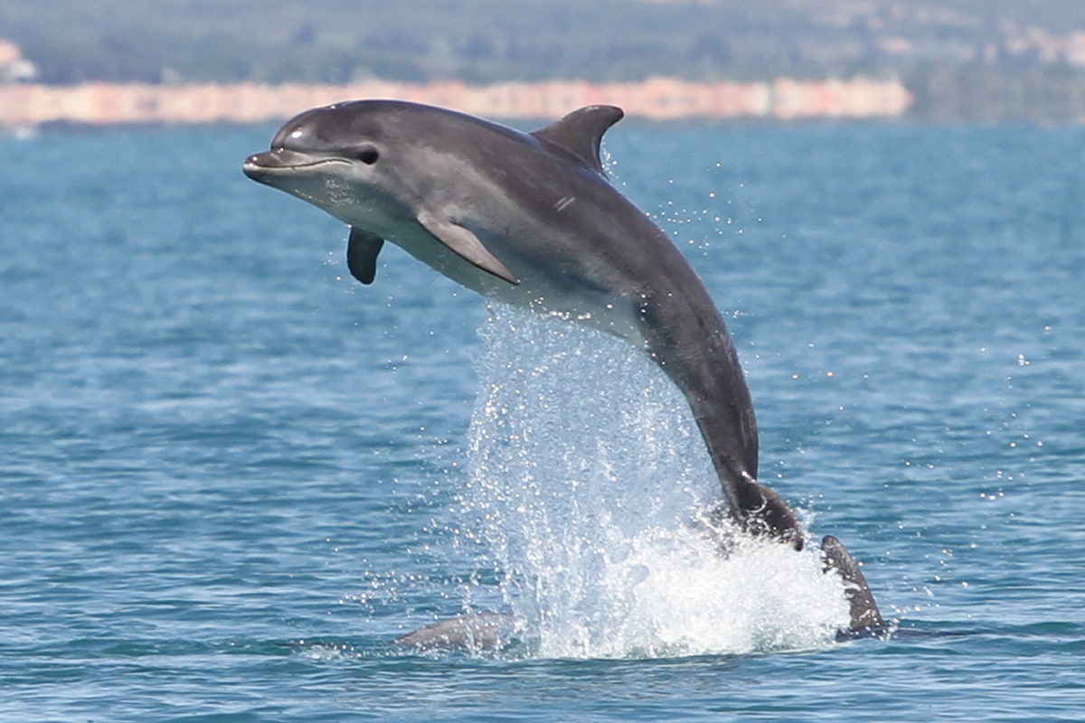 Азово-Черноморская межрайонная природоохранная прокуратура начала проверку по факту массового выброса дельфинов на берег