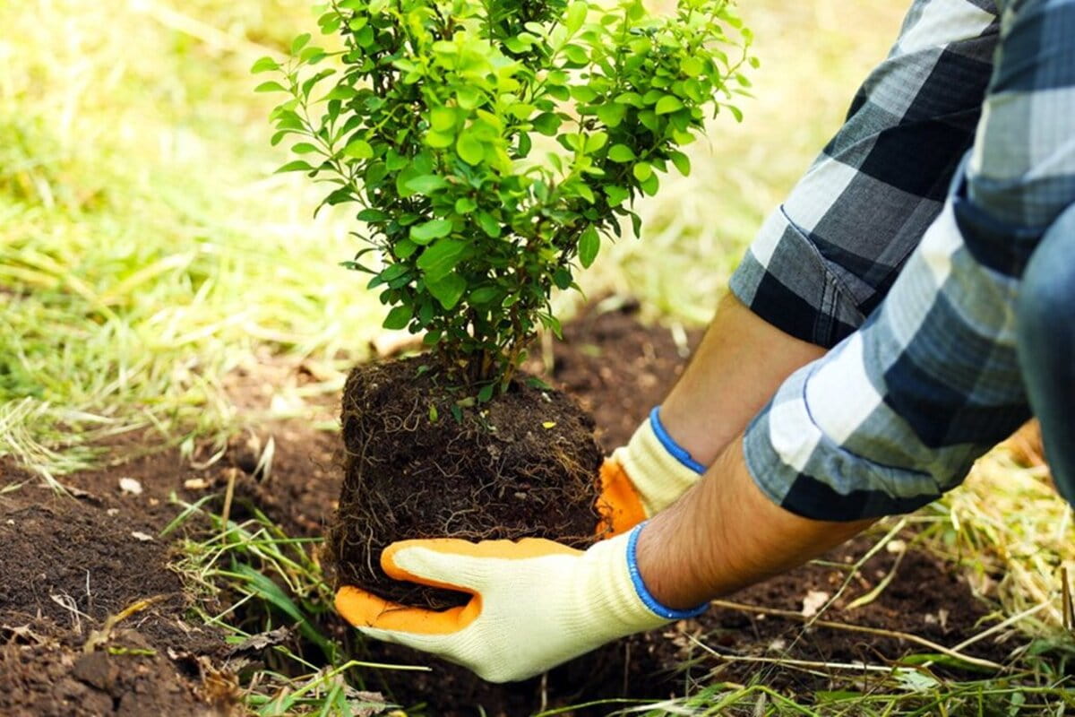 Осенью в Краснодаре запланировали высадку 3 тысяч деревьев в качестве компенсационном озеленения
