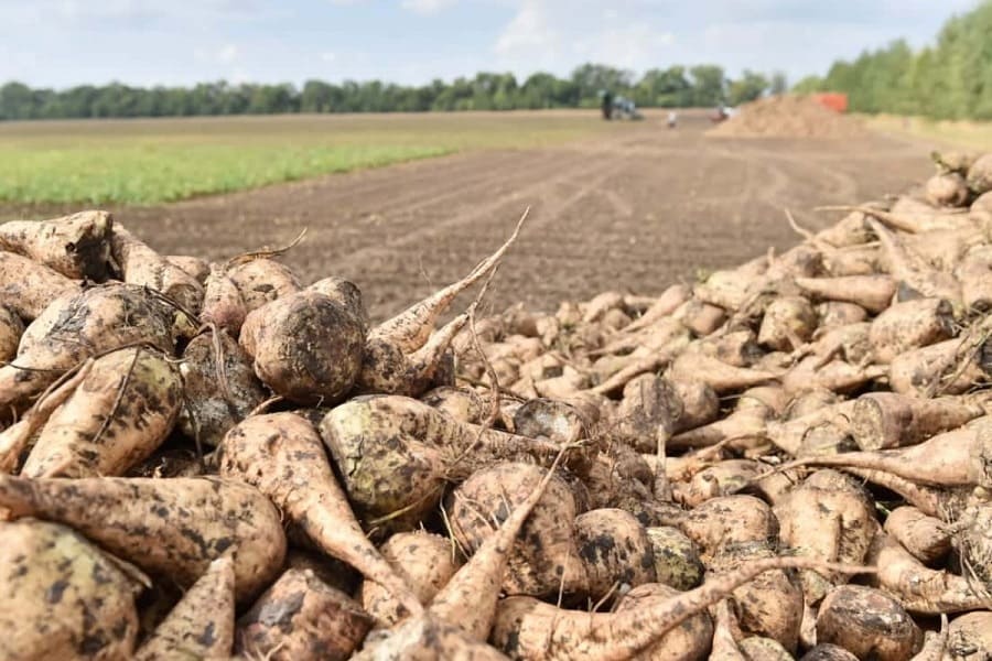 В Краснодарском крае планируют собрать порядка 9 млн тонн сахарной свеклы