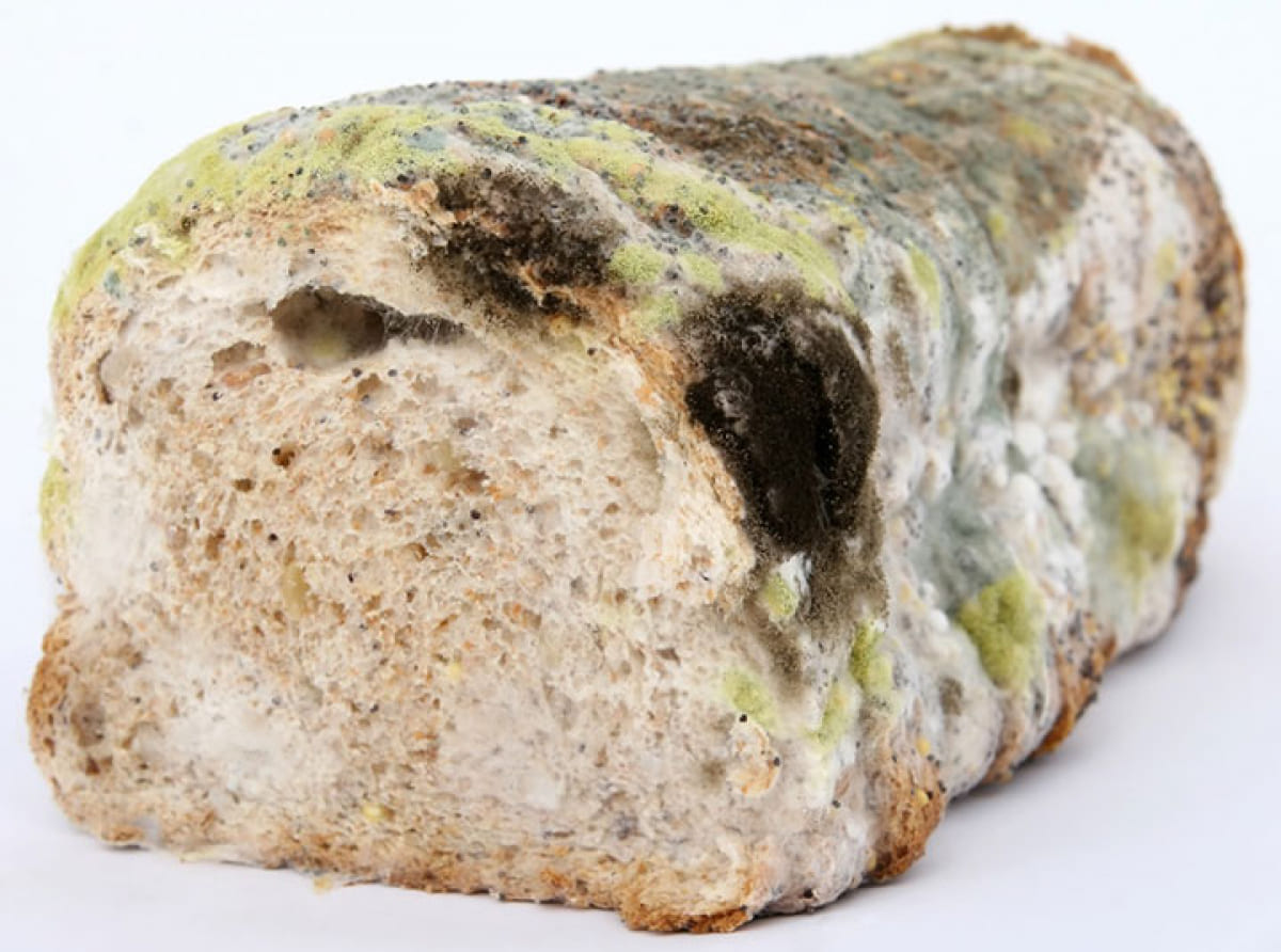 Хлеб с плесенью опасен для вашего здоровья