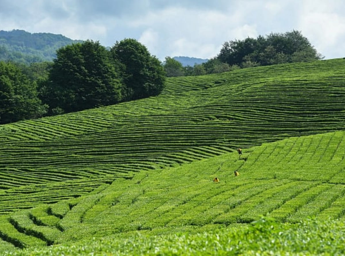 Перспективы развития чаеводства обсудили в Сочи
