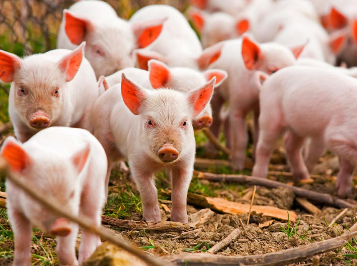 Поголовье свиней выросло на 13,4 тысяч в Краснодарском крае