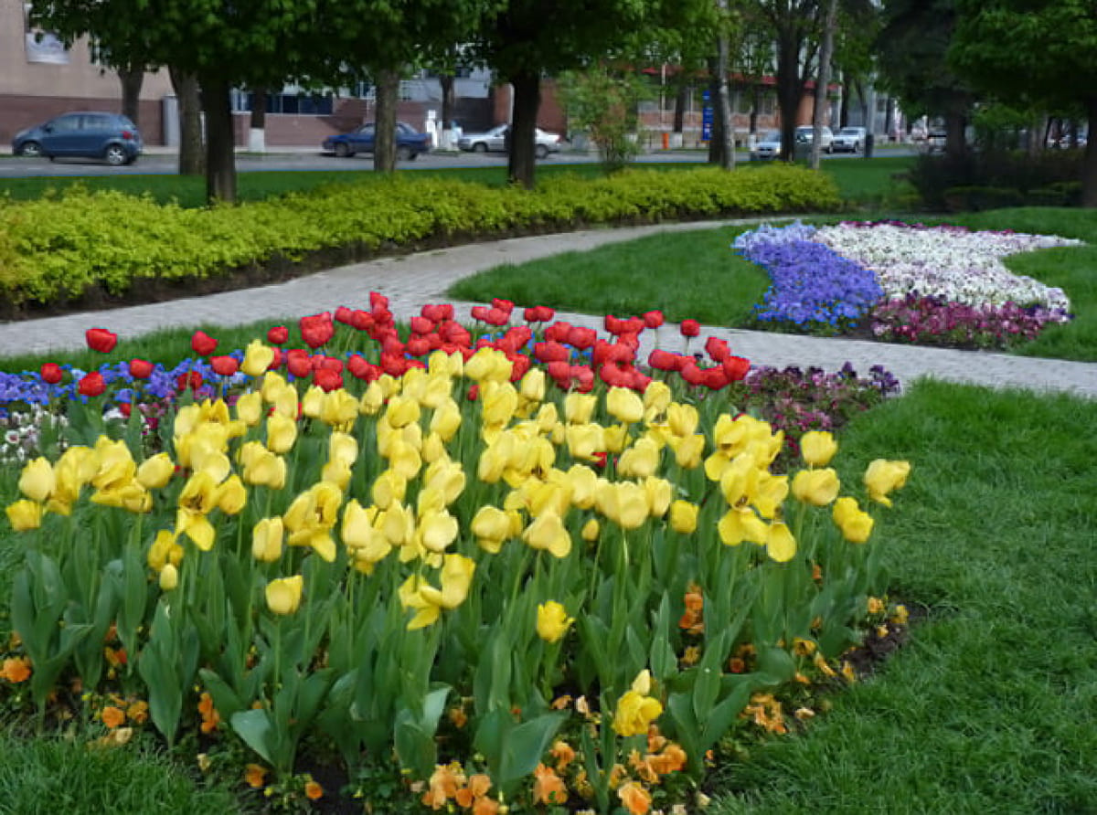 На улицах Краснодара высадят сотни тысяч цветов