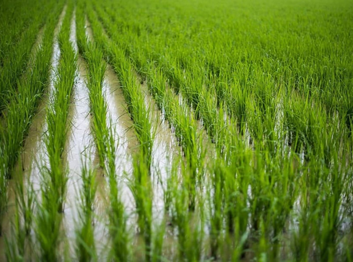 Аграрии Кубани приступили к севу риса
