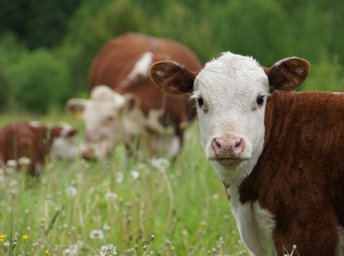 На Кубани планируют построить селекционно-генетический центр для молочного животноводства